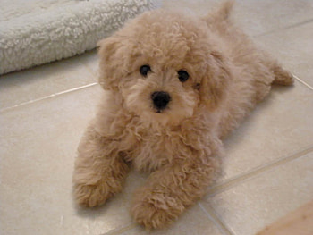 poodle, dog, puppy, brown, light HD wallpaper