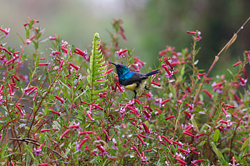 Animals, Flowers, Bush, Bird, Nectar HD wallpaper