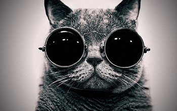 Indie - afari HD wallpaper