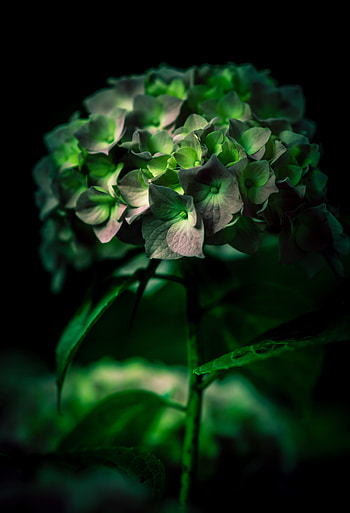 Flower, Macro, Close-Up, Hydrangea HD phone wallpaper