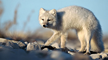 Animals, Stones, Color, Arctic Fox, Funky, Frightened HD wallpaper