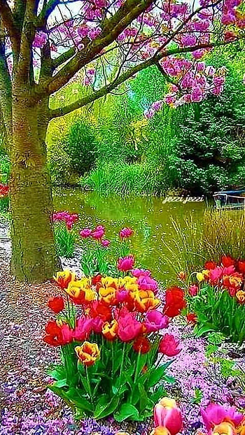 Beautiful Flowers, Red Beautiful Flowers HD phone wallpaper