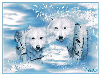 Loup blanc, loups blanc, white wolf HD wallpaper