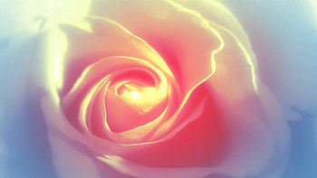 Abstract, Background, Light, Rose Flower, Rose, Petals, Light Coloured HD wallpaper