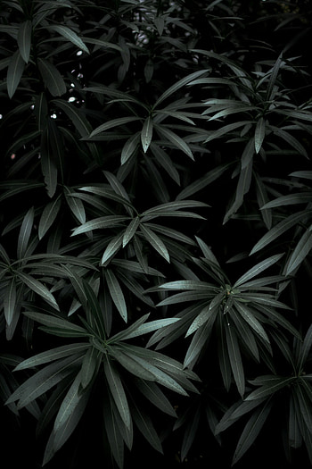 Oleander, Leaves HD phone wallpaper