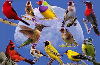 birds, colors, moon, cardinal HD wallpaper