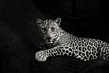Animals, Jaguar, Predator, Big Cat, Sight, Opinion, Bw, Chb HD wallpaper