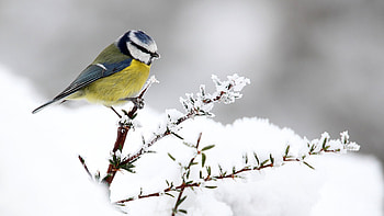 Eurasian Blue Tit, Cyanistes Caeruleus, Nature graphy, Feathered Perfection HD wallpaper