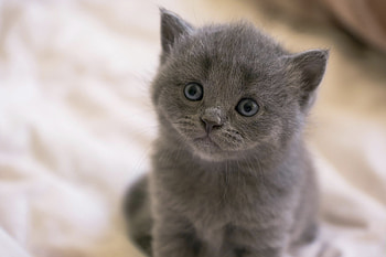 Animals, Kitty, Kitten, Muzzle, Sight, Opinion, Briton HD wallpaper