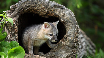 Gray Fox, Animal's unique gray fur, Pet fox companion, Fascinating creature of the wild HD wallpaper