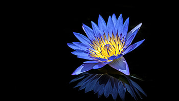 Blue Water Lily HD wallpaper
