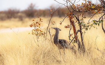 Animals, Nature, Trees, Grass, Bird, Africa HD wallpaper