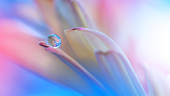 Drop on Flower Honor MagicBook HD wallpaper