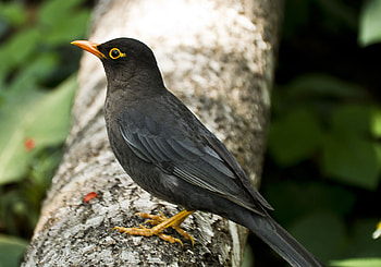 Common Blackbird, Blackbird , quality, High-definition HD wallpaper