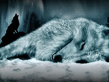 down, animal, white, wild, wolf HD wallpaper