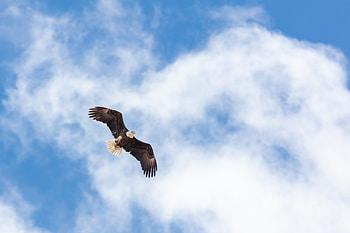 Animals, Flight, Wings, Eagle, dom HD wallpaper