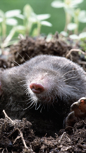 Mole species, Mole family, Mole classification, Animal kingdom HD phone wallpaper