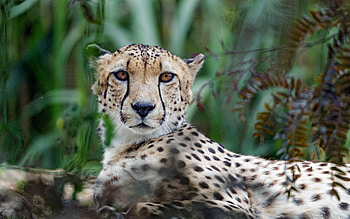 Animals, Cheetah, Muzzle, Predator, Big Cat, Sight, Opinion HD wallpaper