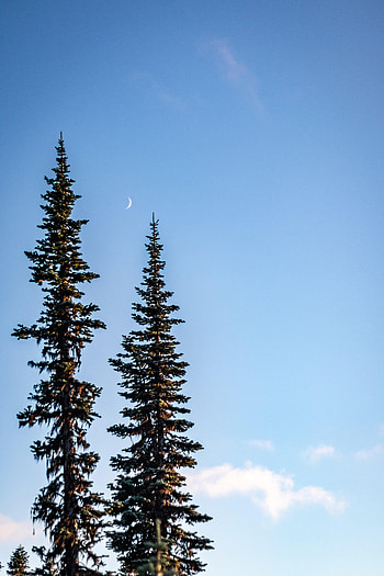 Nature, Trees, Sky, Moon, Spruce, Fir HD phone wallpaper
