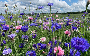Cornflower Meadow, clouds, Latvia, cornflowers, meadow HD wallpaper
