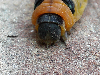 caterpillar, animal, insects, butterfly HD wallpaper