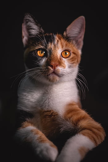 Charming close-up of a Calico cat with striking orange eyes against a dark background. HD phone wallpaper