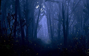 Fantasy Forest, trees, firefly, fantasy, forest HD wallpaper