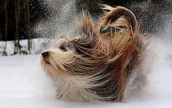 Animals, Dogs HD wallpaper