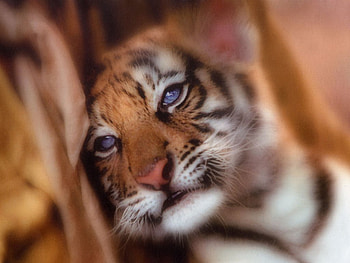 Baby Tiger, baby, cute, tiger, little HD wallpaper