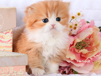 Cute Persian Kitten, animal, kitten, persain, cute, cat HD wallpaper