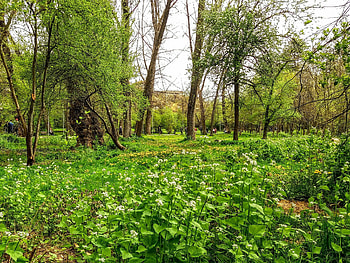 park in spring, Flowers, Beautiful, Kosovo, Trees HD wallpaper