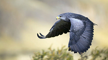 Animals, Feather, Bird, Beak, Predator, Eagle, Wave, Sweep HD wallpaper