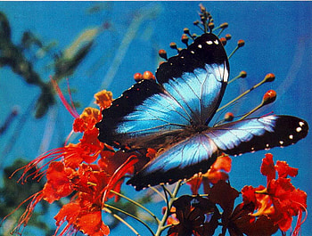 BLUE MORPHO BUTTERFLY, blue, black, btterfly, red HD wallpaper
