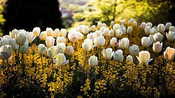 Plants, Landscape, Flowers HD wallpaper