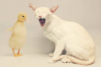 Animals, Friendship, Cat, Duck HD wallpaper
