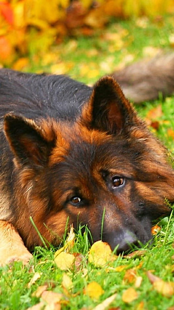 German Shepherd Dog, Innoscent, dog HD phone wallpaper