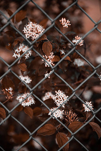 Flowers, Bush, Grid, Bloom, Flowering, Metal HD phone wallpaper
