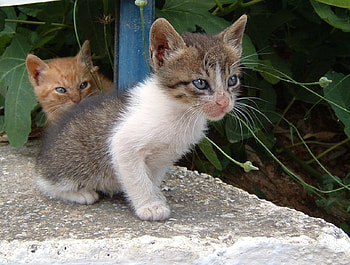 Kittens, cats HD wallpaper