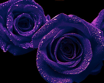 Purple Open Roses, purple, purple roses, roses, open roses HD wallpaper