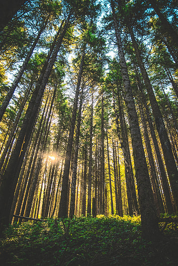 Nature, Trees, Grass, Usa, Forest, United States, Sunlight, Oregon HD phone wallpaper