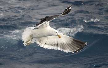 Seagulls, , Awesome, Bird HD wallpaper