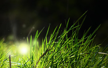 Plants, Grass, Background HD wallpaper