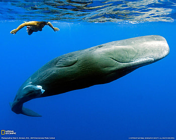 Sperm Whale with Diver, whale, food, moby dick, save HD wallpaper