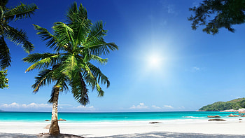 Tropical beach, Palm Trees HD wallpaper