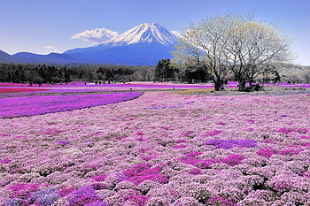 Mountain, Flower, Mount Fuji, Tree, , Field, Volcanoes HD wallpaper