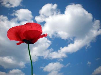 Flowers, Sky, Summer, Field, Mood, Poppy, Sunny HD wallpaper