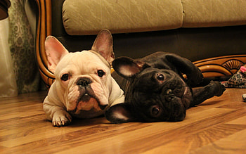 *** French bulldogs ***, dog, animal, dogs, animals HD wallpaper