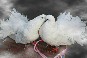 Fantail, Pigeons HD wallpaper