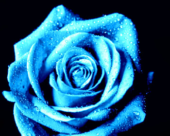 Blue Open Rose, blue, rose, open rose, blue rose HD wallpaper