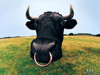Nose Ring, bull, grass, field HD wallpaper